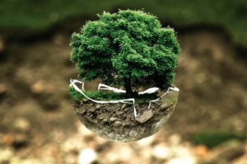 grow vegetable from scraps, how to regrow food