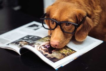 Cutest dogs ever