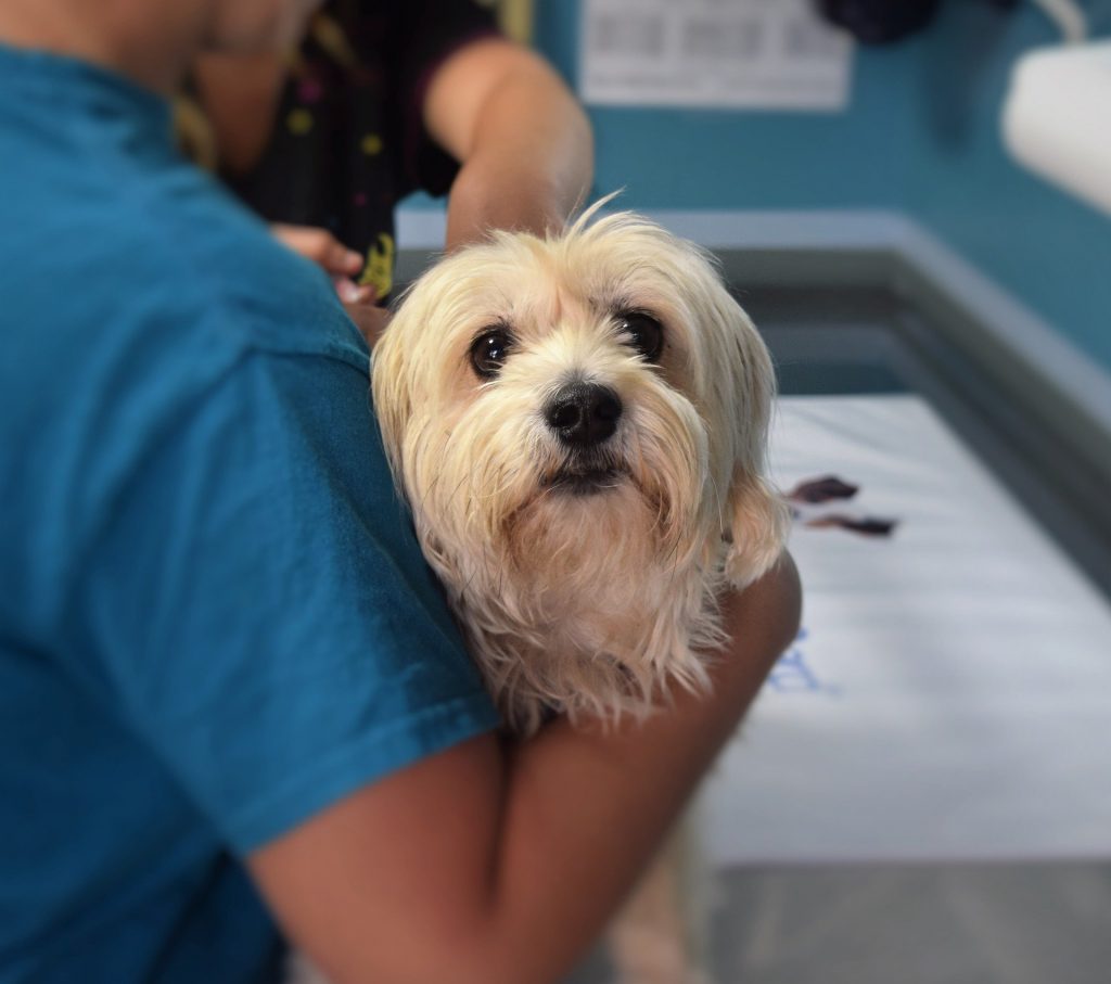 a Veterinarian in Canada Fonsly