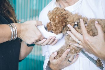 Veterinary Assistant Career Advantages, Disadvantages